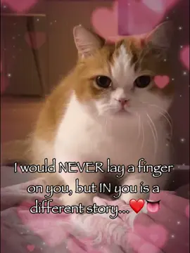 I would never do that but... #cat #catsoftiktok #trending #relatable #rizz #fyp #fyppppppppppppppppppppppp 