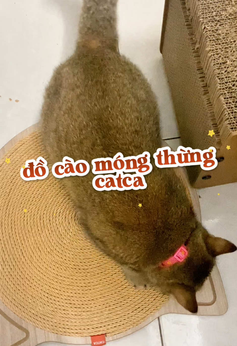 bàn cào móng thừng cho mèo #kenhcuaca #conmeodethuong😻 #xuhuongtiktok #viralvideo #bancaomong 