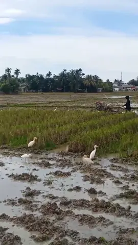 ceritaharinimungkinbosokbukabegini