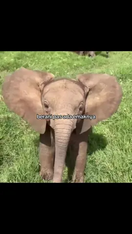 Membalas @weliaaaaaa mirip banget sama manusia loh ini, anak-anak kan beraninya ngelawan kalo ada orangtuanya, gajah juga gitu wkwk #anakgajahcore #anakgajahlucu #anakgajahditabraktruk #gajahmalaysiaviral #