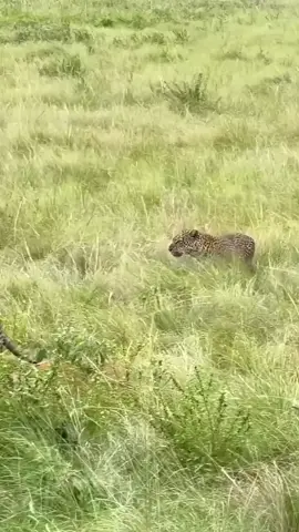 He is trying to take advantage. Leopard #fyp 