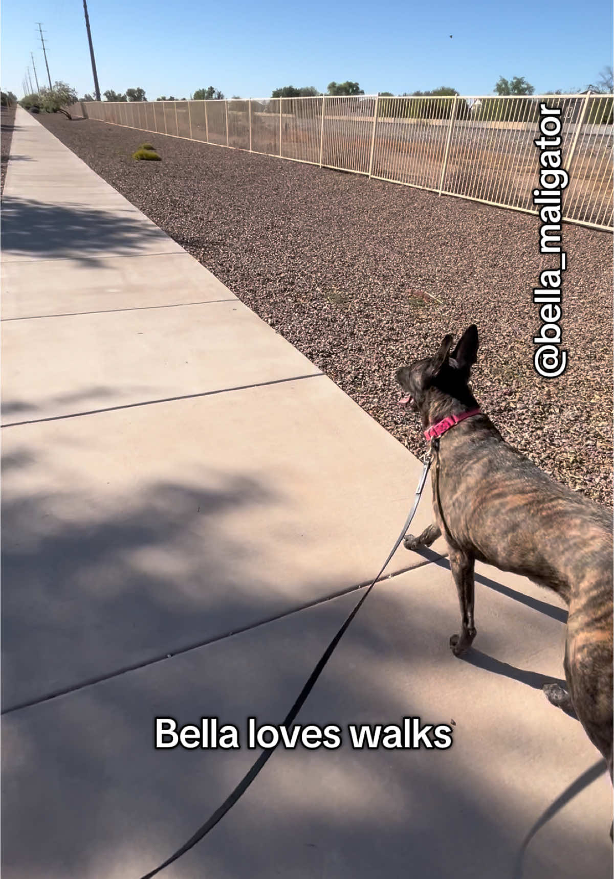 Taking advantage of the beautiful morning before it get hot 🥵 #walk #phoenix #belladog #malinoismastiff #quietmorning 