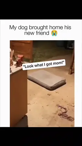 Funny dogs compilation #funnydog #funnypet #cutedog #dogsoftiktok #doglover #dog 