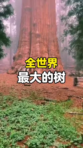 5.16/世界上最大的树# 世界之最 # 最大的树 # 抖音看世界#内容来源于网络 
