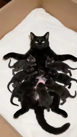 Mother cat breastfeeding her newly born baby cats. Feeding of adorable kittens. All mothers are sacred. Let's not upset our mothers. #cats #catlover #kitten #kittenlove #nature #animals #fatcats #fyppp  #catanimals #catlife #fypdong  #naturegeography #baby #fypage #babyanimals #catlifestyle #fypp #kittenlife #milk #drinkmilk
