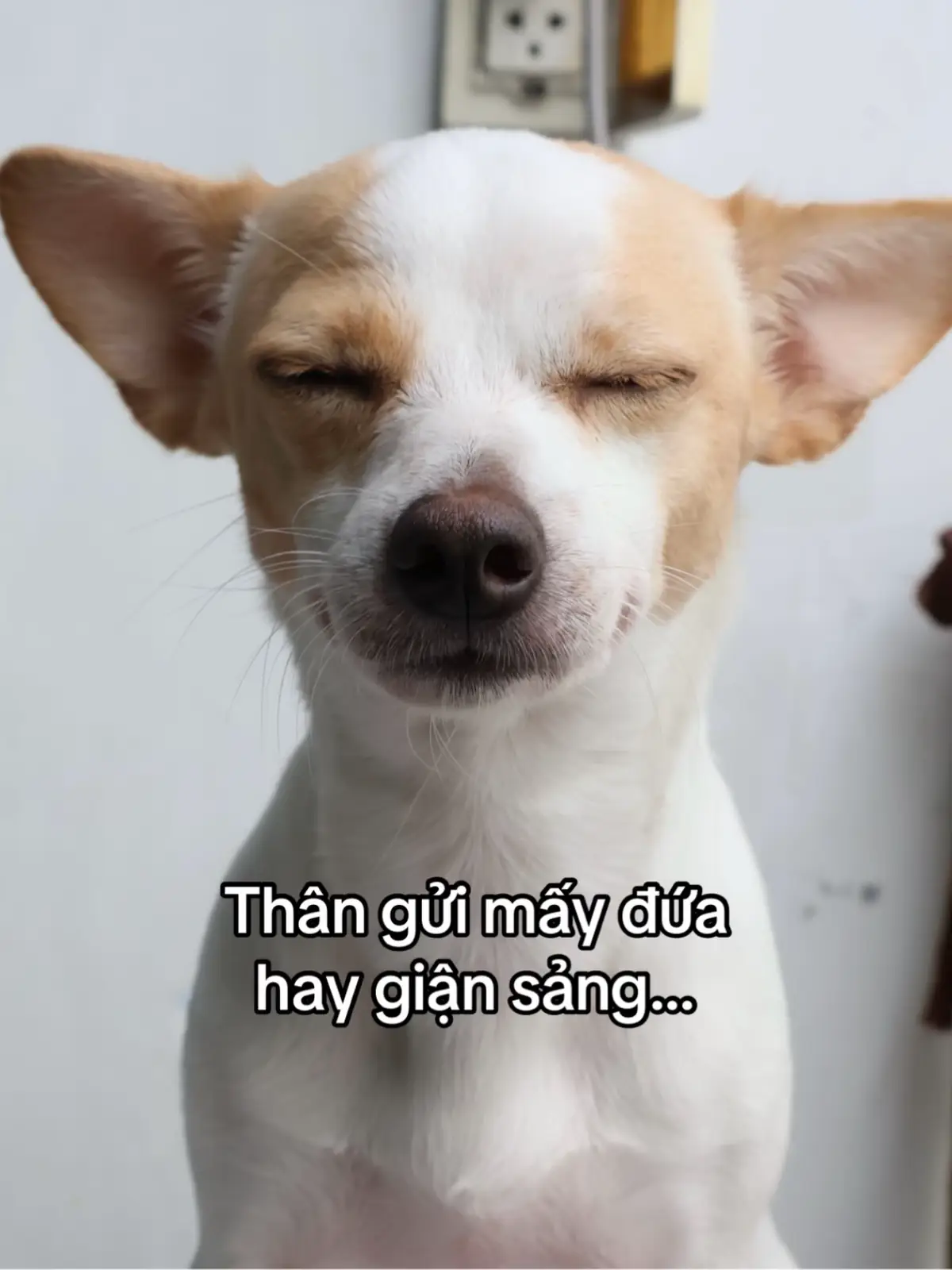Are you mad at me? But honestly, I skincare ✨👁️🫦👁️💅🏻 #dog  #fyp  #xuhuong  #quotes  #foryou  #divabachtuyet  #funny  #doglover 