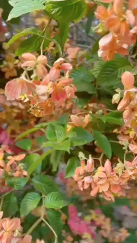 #viraltiktok #สปีดสโลว์ #สโลว์สมูท #CapCut 