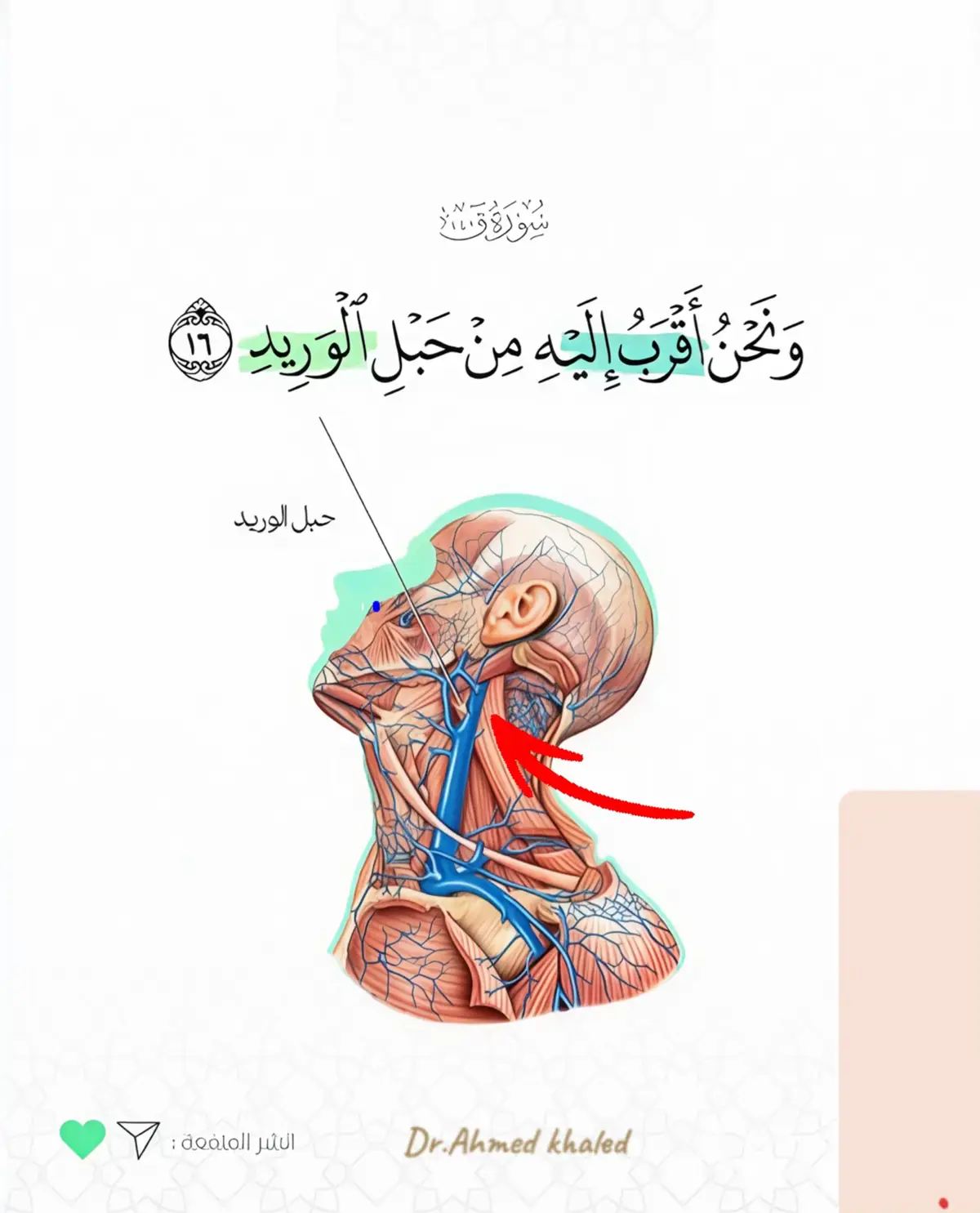 ✅ حبل الوريد هو شريان الحياة، أقرب ما يكون إلى القلب🫀والعقل خط الاتصال الدائم بين الجسد والحياة.. #ونحن_اقرب_اليه_من_حبل_الوريد #قران_كريم #طب #صحة #القلب  #يوم_الجمعه #الحمدلله_دائماً_وابداً#معلومات  #medicalstudent 