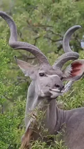 Male lion and kudu #animalsworld #wildanimals #lion #attacking #kudu #fyp #foryoupage 