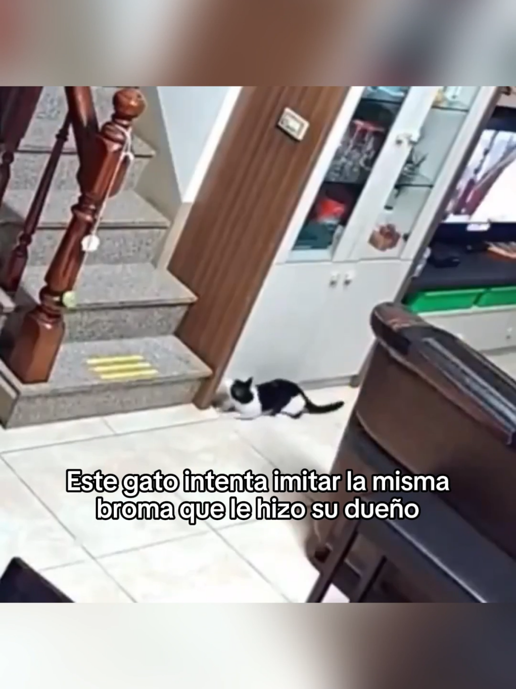 No merecemos a los animales #wholesome #animals #animales #mascotas #viral #fyp 