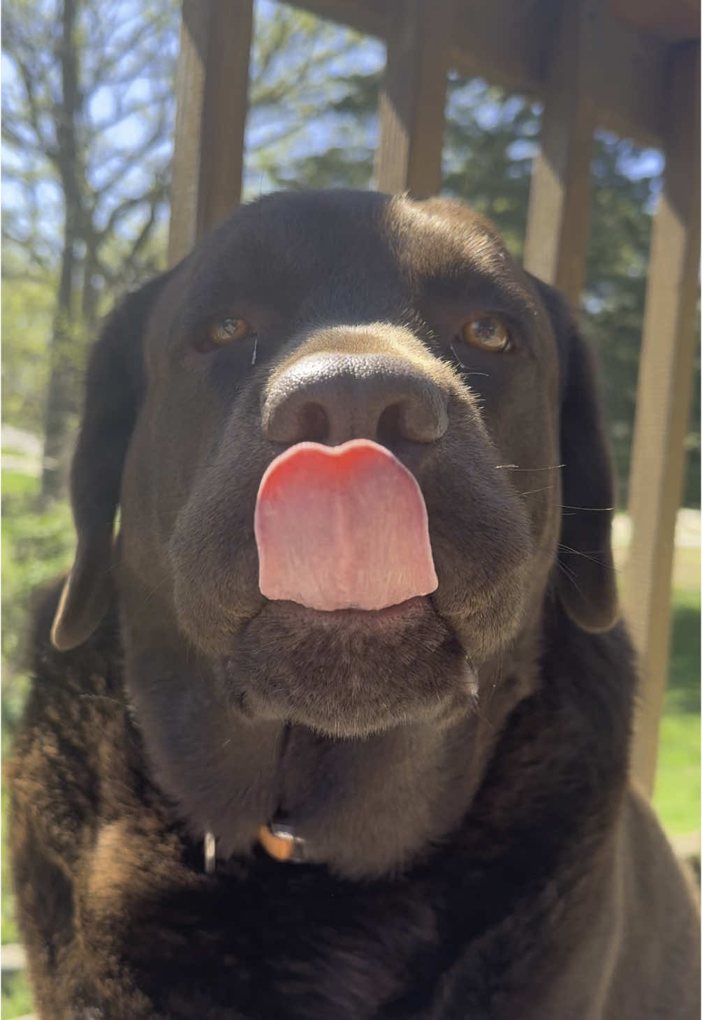 Puppy love ❤️ #chocolatelab #dogsoftiktok #labrador #dogtok #chubbydog 