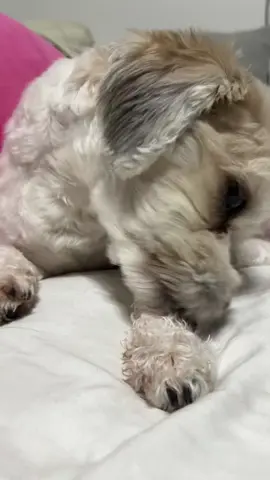 This spray works for all types of skin problems on dogs and cats 🐾🐶🐾🐶🐾🐾#dogspray #dogitching #dogskincare #petskincare #itchrelief #dogitchyskin #itchydog 