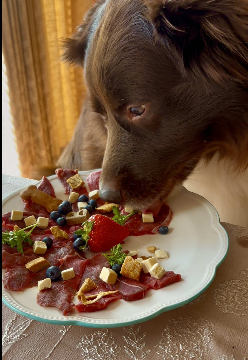 Arthur is having Steak for Dinner topped with Blueberries, freeze dried salmon, pumpkin cubes, parsley and a strawberry. He does not like the parsley @TinnedFishReviews #asmr #asmrsounds #fyp 