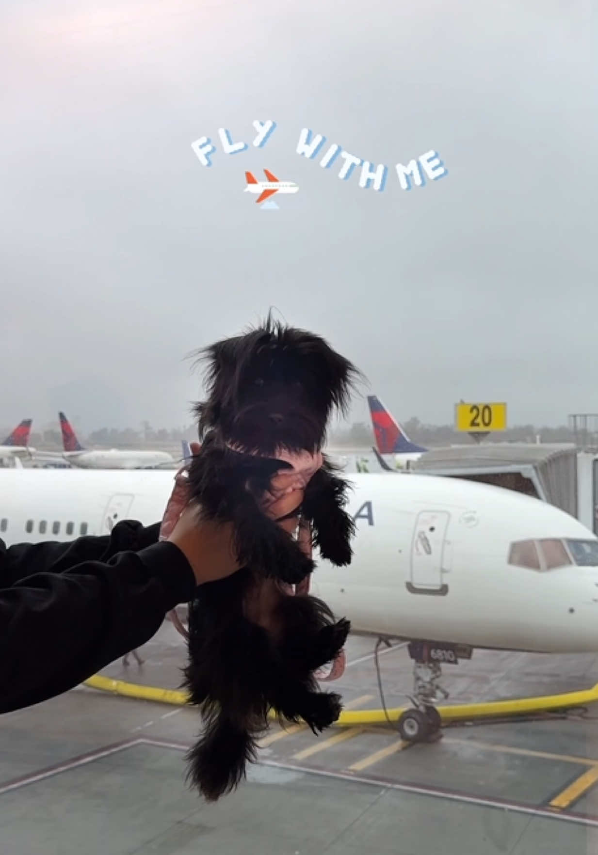 first flight badge unlocked ✅✈️ had so much fun exploring my mama’s hometown 🌏🧳 thank you @delta for making my very first flight comfortable 💖 #firstflight✈️ #firstflyer #travelmilestone #deltaairlines #travelgram #puptok #flyingwithdogs #flyingwithdelta #firstflyerbadge #puppyonboard #pettravel #travelwithpets #flyingwithpets #dogadventures #puppytiktok 