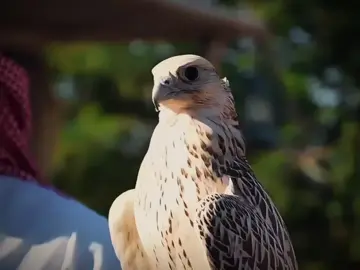 ياشامخ الوقفات يالضلع المهيل #طير #حر #وحش #شيلات_فخمة❤️ #تصميم #صقور #المرحلي #شعر_مدح #الخليج_العربي #اكسبلورexplore #لايك__explore___ 