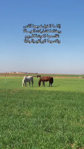 #متعب_الخيل #حيزوم👑🔥 #خيل_وخياله🐎 #لايك #اكسبلور #ترند #ترند_تيك_توك #fyp #CapCut 