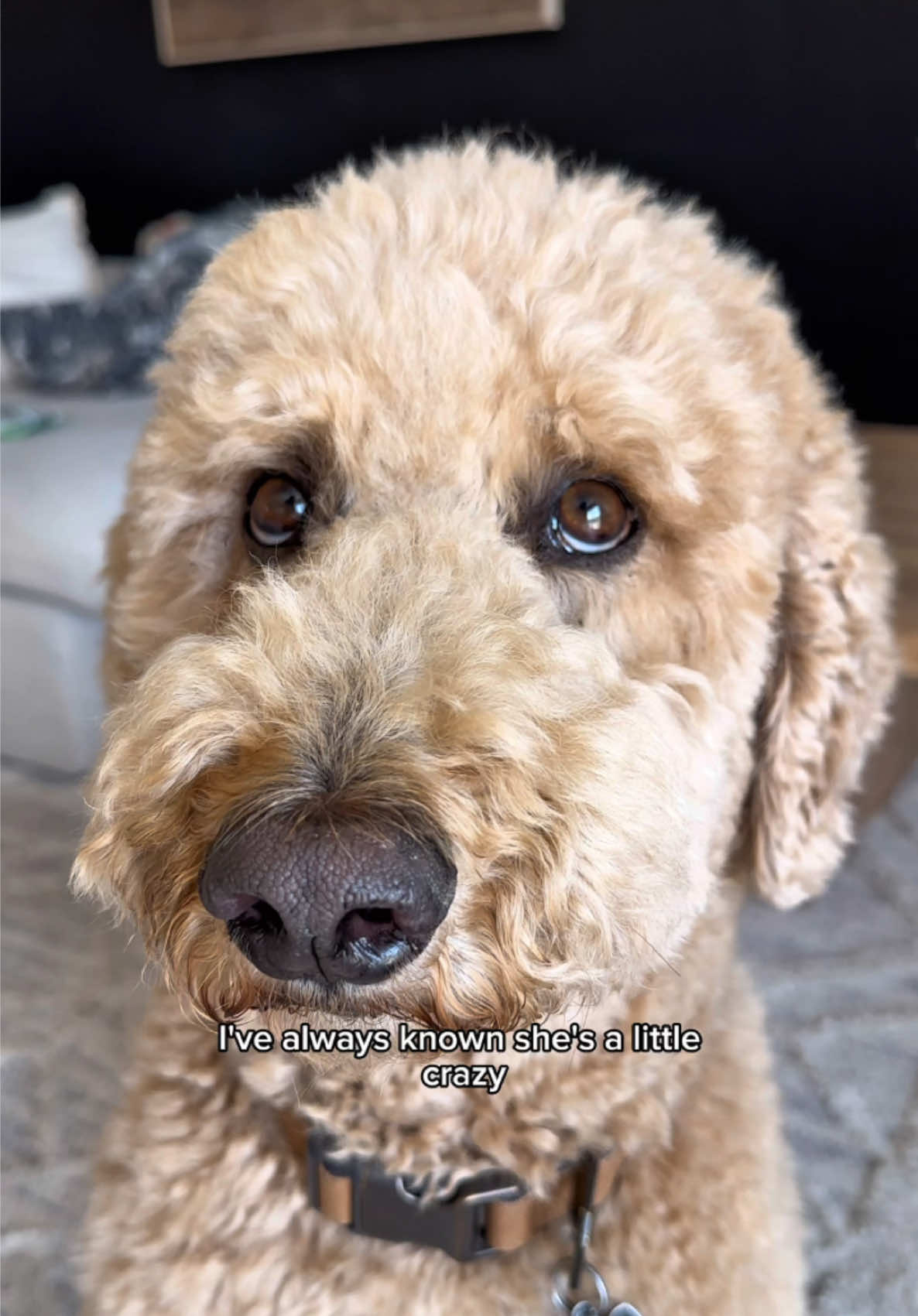 #ad #ZevoPartner To be fair sacrificing his treat fund was very selfless of him.. even if it means momentarily more flies in the house. Thankfully we now have PLENTY (courtesy of Oliver) of @Zevo Flying Insect Traps to get rid of the excess flies in no time. Visit the link in our bio if you need your own this summer! ☀ #dogs #dogsoftiktok #dogcomedy 