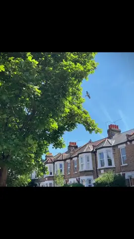 Fakira ♥️                                                   #sanampuri #netimohan #fakira #song #vibe #internationalstudent #uktiktok #capcut_edit #fyp 