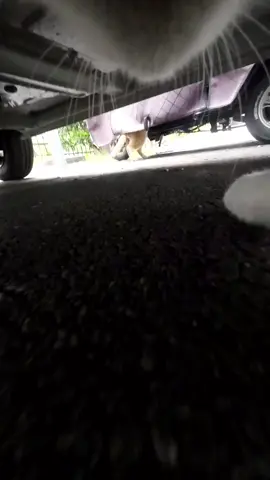 Maxwell launched a sneak attack, and the orange cat climbed a tree to escape#catsoftiktok #maxwellthecat 