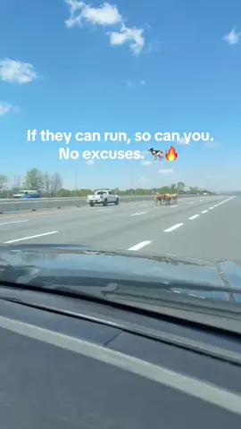 Cows on the highway 😭