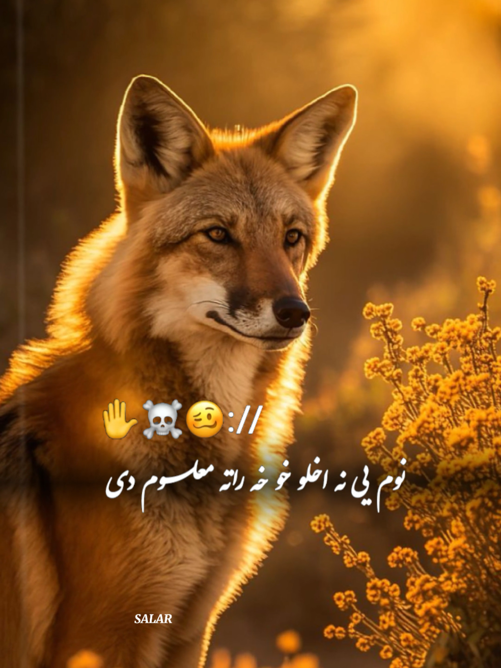 #CapCut هو قربان 💀🚩#تمپلیت♥️_جدید #تمپلیت_جدید #رپ #پشتو #رپ_فارسی #اهنگ_افغانی #اهنگ_عاشقانه #اهنگ_عاشقانه #creatorsearchinsights #creatorsearchinsights 