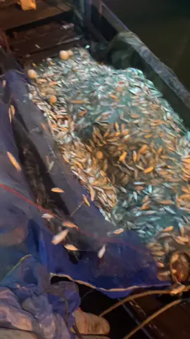 ของดีเลสตูลครับค่ำคืนนี้ 🐠🥰#ฟีดดดシ #อย่าปิดการมองเห็น #สุดหล่อมาแล้ว #กัปตันดัม❤️🛠️ 