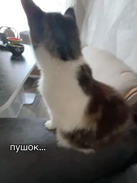 пушок уже не тот #глобальныерекомендации 