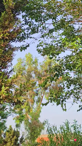 وبنحبك يادنيا بجد  ومهما تعملي فينا  ♥️🌿☘️