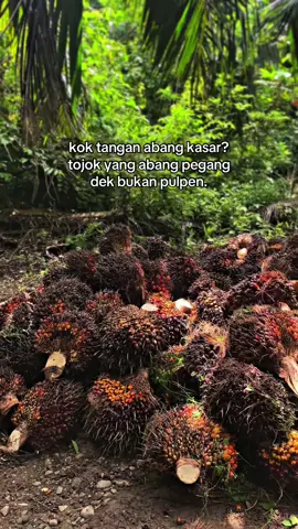 macam mana pulak tangan abg mau halus dek#kulisawit #bosmudasawit #petanimuda #petaniindonesia🇮🇩🇮🇩🇮🇩🌿🌿 #petanisukses 