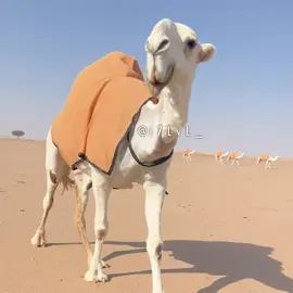 رعب #sudiarabia #explore #fyp #النايلات 