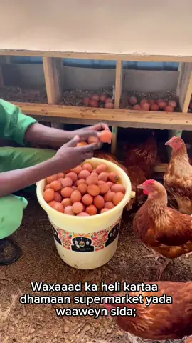#somalitiktok #xamar #mogadishu #poultry #dhaqashada_diggaaga 
