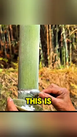 Bamboo Frost - Expensive Food #bamboo #frost #zhutong #expensive #food