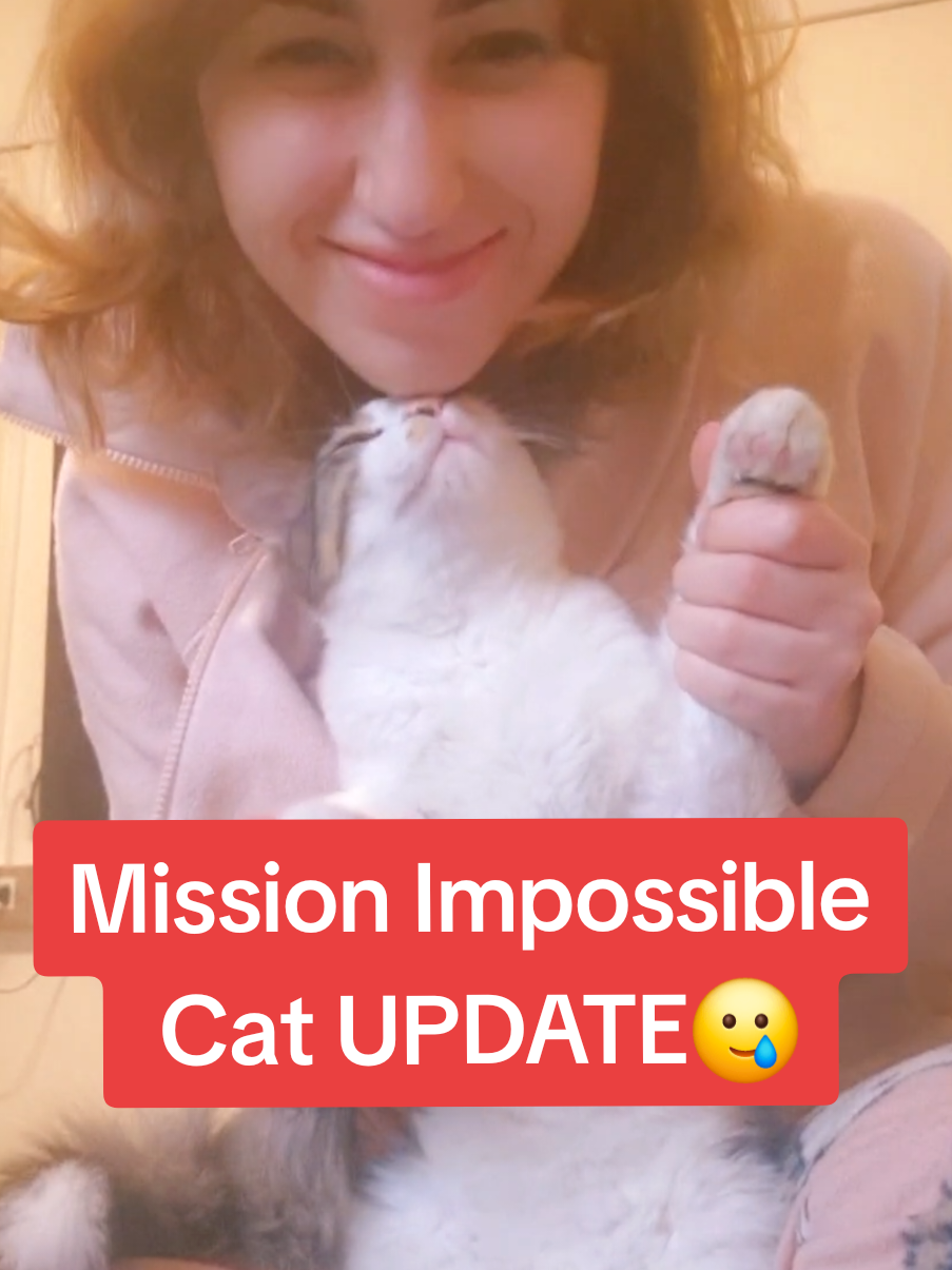 Replying to @nadaraafat02 As if NOTHING has happened🥲😂  #fyp #foryou #cat #kitten #catlover #catsoftiktok #animals #rescue #cute #pet #Love #emotional #funny #happy #moment #pov #life 