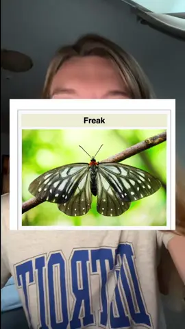 I love moths 