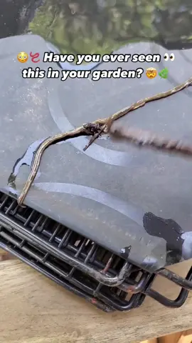 What would you do if you saw this?  #hammerheadworm #gardening #worms 