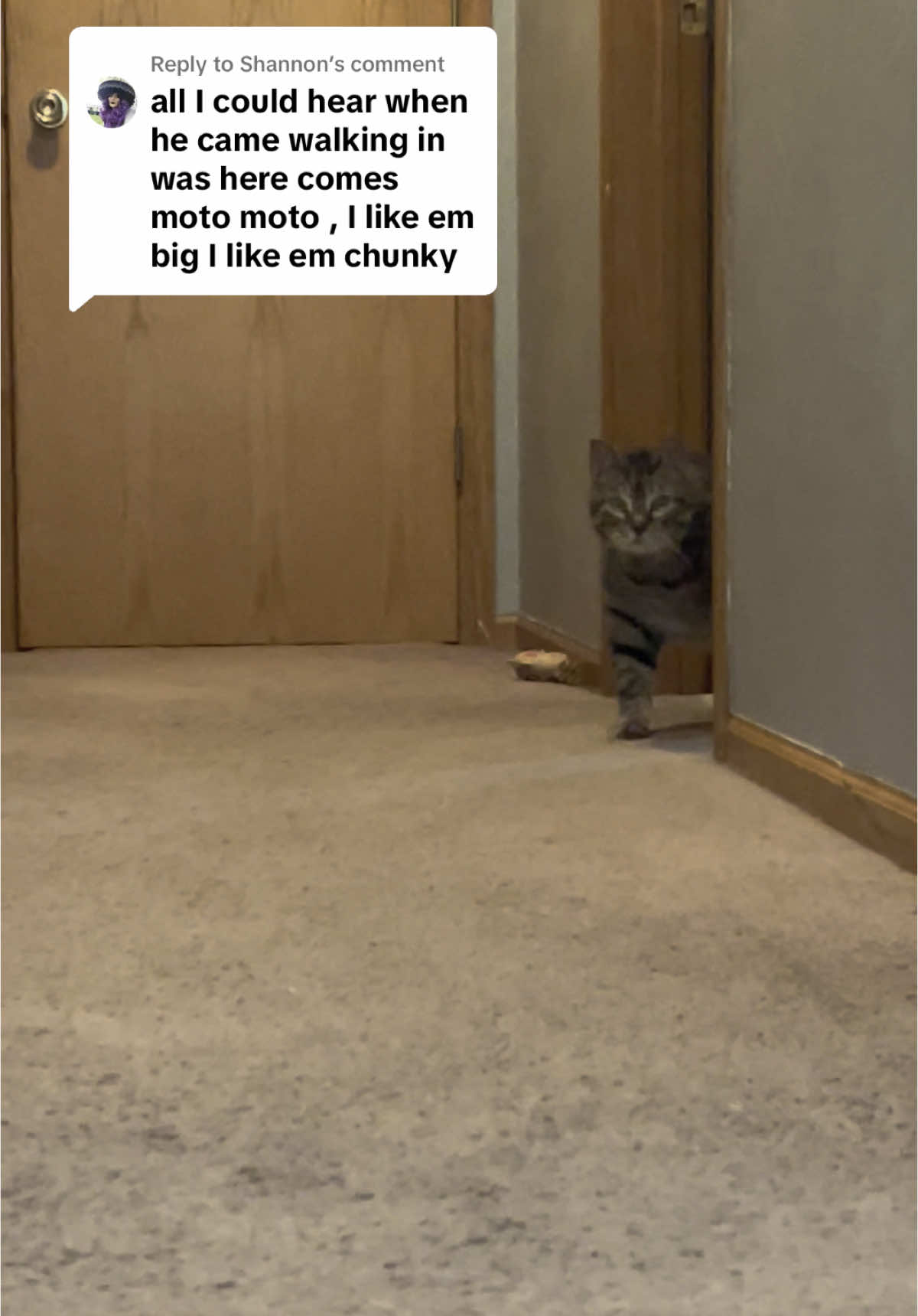 Replying to @Shannon ask and you shall receive #catsoftiktok #cats #chonky #ilikeembig #jaxthecat