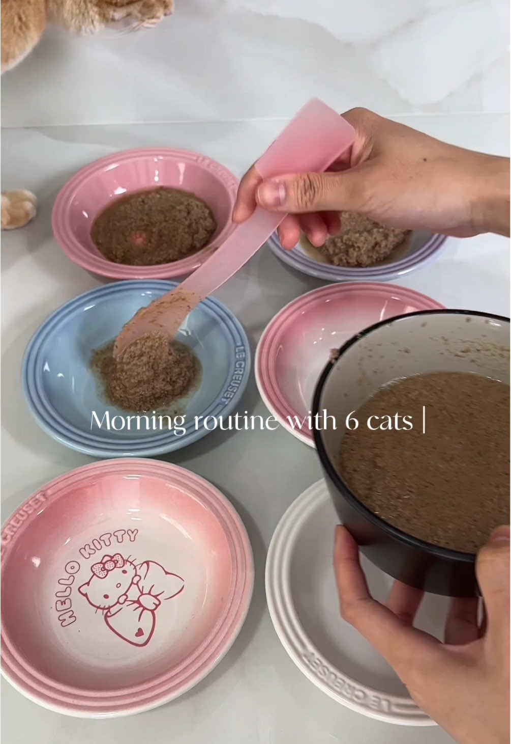 Morning routine with 6 cats 💞 #cleaning #CleanTok #tiktokshopfinds #cleaningasmr 