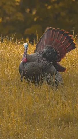 Golden Rain #foryou #hunting #godisgood #turkeyhunting 