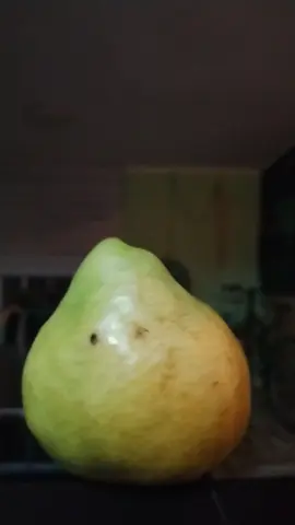 🍐 Hoy no hay #video sólo #kasaneteto #fyp #foryoupage #pear #meme #shitposting #vocaloid 