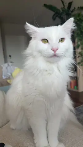 she hates the camera she IMMEDIATELY gets awkward and avoids eye contact ahah 