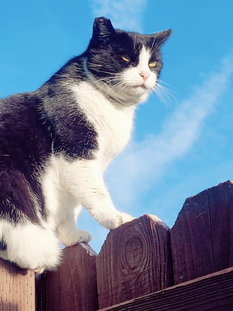 sereno silvestre🤣 #gatos #gatoschistosos #gatosdetiktok #videoviral #fyp #kokoniko #lamichipandillakz #catlover #petlover 
