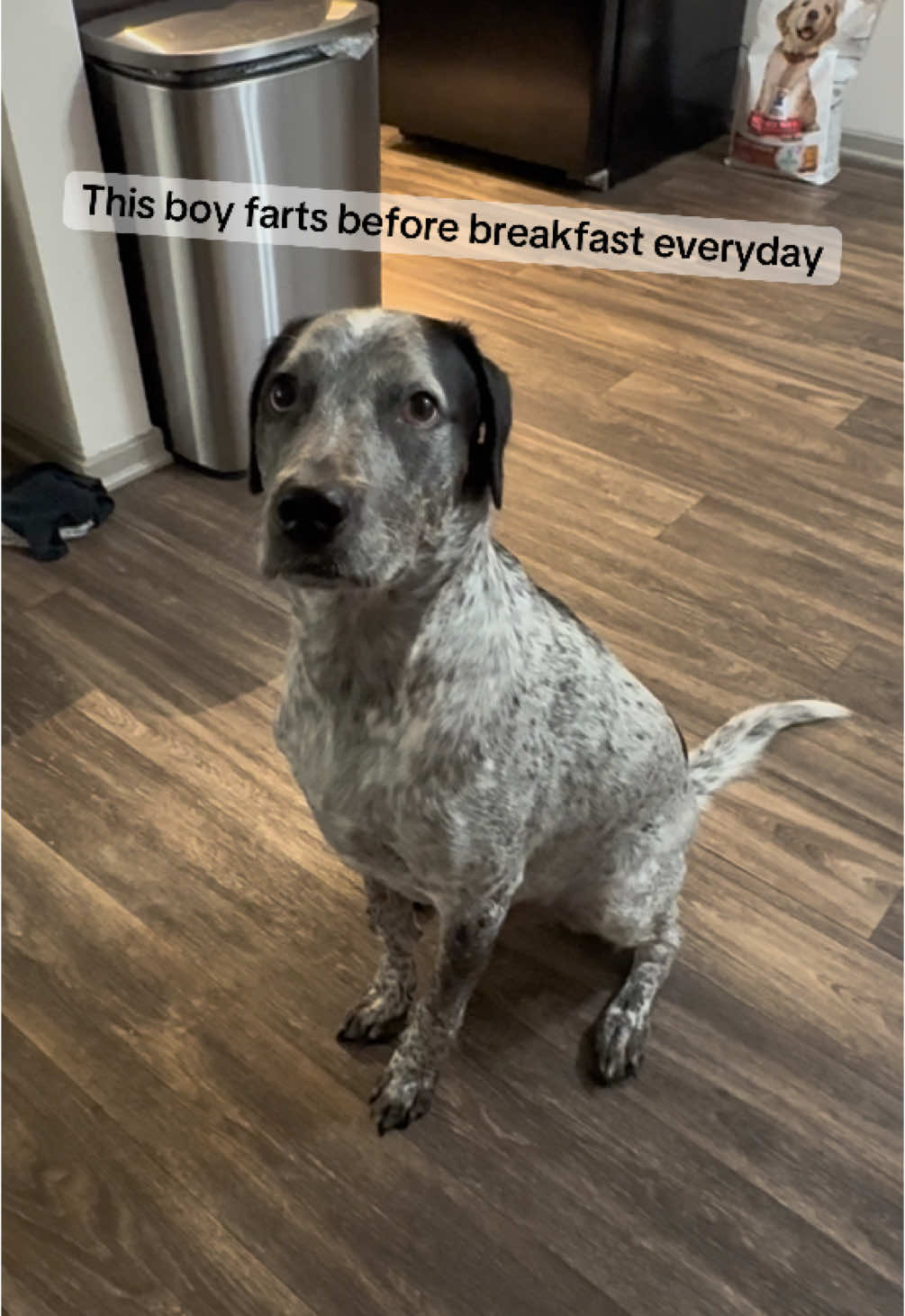 Every morning, before breakfast, my dog lets it rip! #australiancattledog #poodle #fartingdog #vinofarts #rootingandtooting #fartingdog #funnytiktok #dogsoftiktok #dogtok #FunnyDogs #DogComedy #DogHumor #SillyDogs #DogsBeingDumb #DogFails #DerpyDog #GoofyDog #PupTok #DogsofTikTok #PetTok #TalkingDog #Zoomies #BorkBork #FloofFails