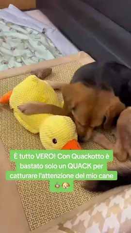 🦆 Con QuackOtto attiri la sua attenzione con un QUACK ✨️ Scopri oggi l'offerta 👇