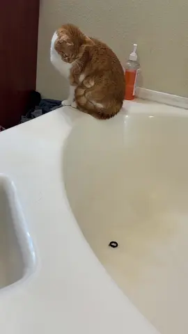 #poppythecreamsiclecat #catsoftiktok 