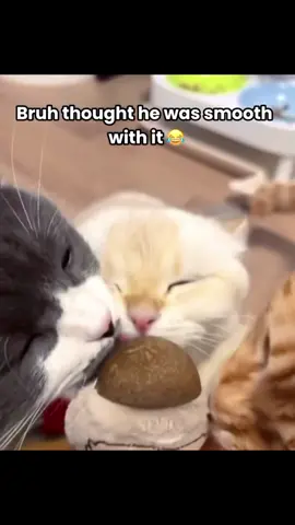 Bruh no way 😹 #fyp #catsoftiktok 