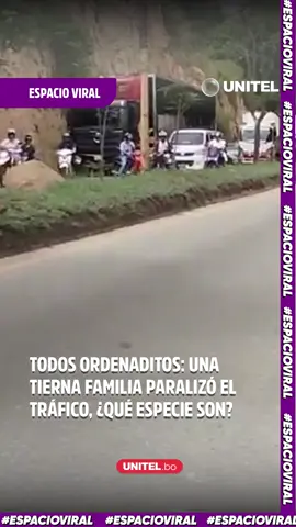 Esta familia se hizo viral, pero no es cualquier tipo de familia: unas aves caminan de manera ordenada, papá, mamá e hijos por una transitada carretera que se paralizó para poder darles el paso #Unitel #Tendencias #CulturaPop #LoMásViral #CineYSeries #Tendencias #QuéVer  #BoliviaSeDivierte #StreamingBolivia