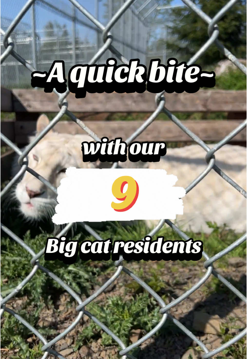 ~A quick bite~ with our 9 big cat residents! 🦁🐯 Meet the big cat residents of WildCat Ridge Sanctuary, do you have a favorite resident?  Read more about how our big cats came to us on our website, link in bio!  #notapet #bigcat #sanctuary #tiger #lion #nonprofit #feeding #wildlife #catsoftiktok #crunch 