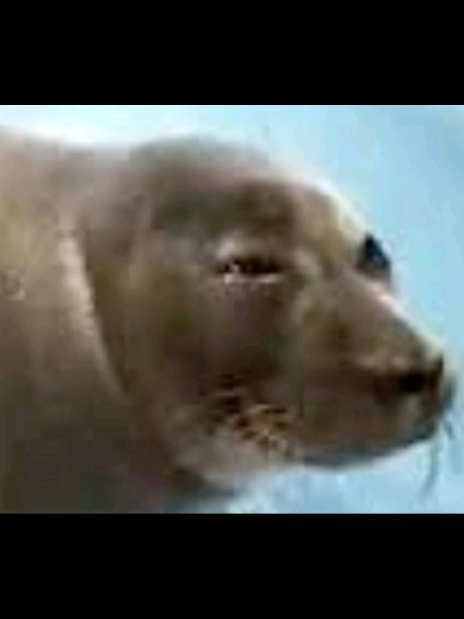 Niko, you are so ugly, but i'll still always love you 💔 #seal #niko 