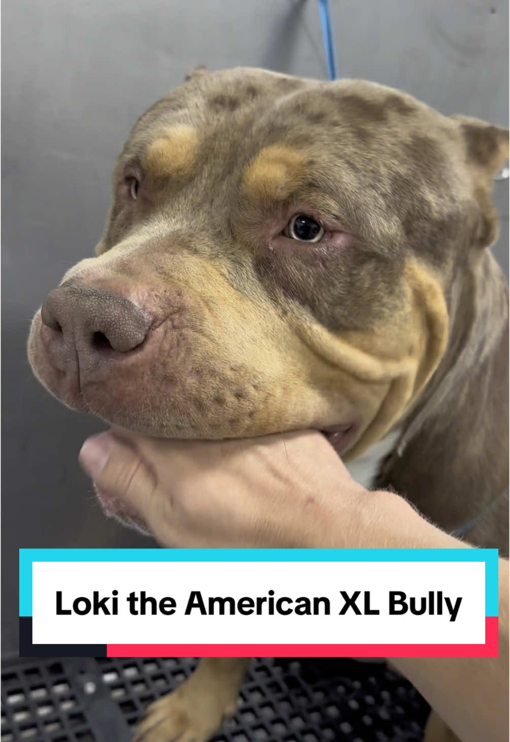 American XL Bully #americanbullyxl #americanbully #bullybreeds #bullybreed #doggrooming #dogbath #giantdog #tutorial 