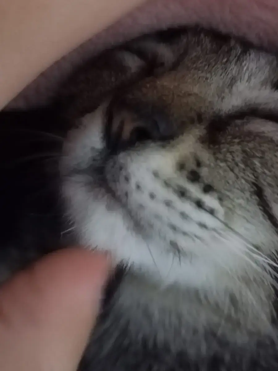 eu parei pra pensar e vi todos meus vídeos denovo e fiquei tipo:como eu era estranha mn  daí eu pensei na minha vida atual e vi que continuo estranha;--------; #flopei #flopeidenovo #minhagata #falamaldemim #souestranha #meodeio